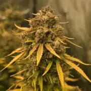 Gorilla cookies fast bud