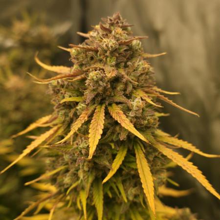 Gorilla cookies fast bud