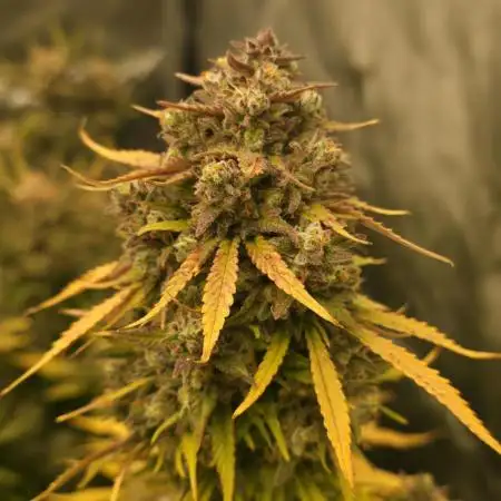 Gorilla cookies fast bud