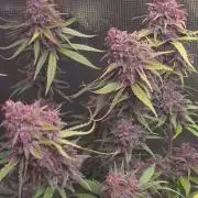 Gorilla punch fast bud