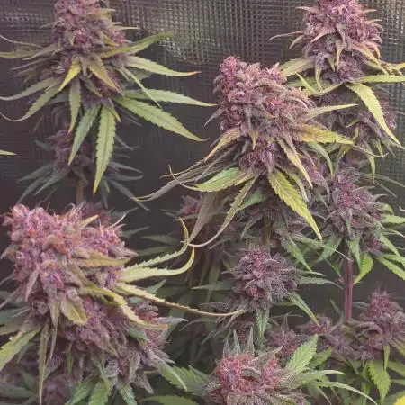 Gorilla punch fast bud