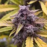 Papaya cookies fast bud