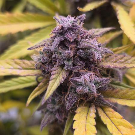 Papaya cookies fast bud