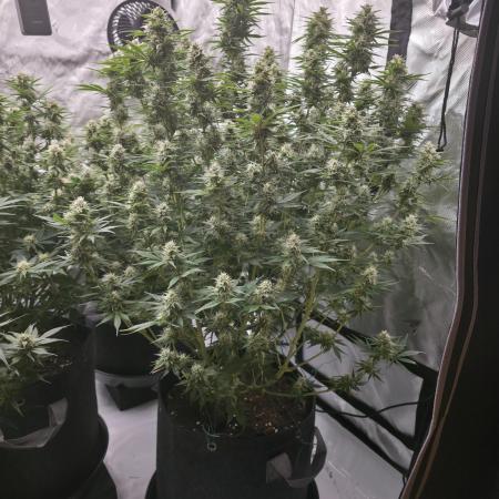 Gorilla cookies fast bud