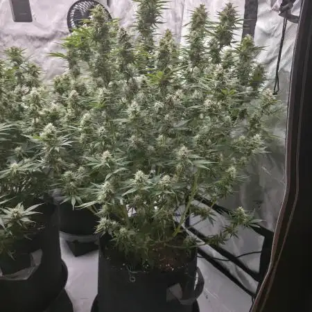Gorilla cookies fast bud