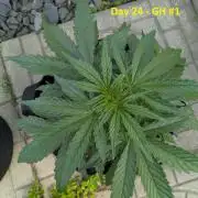 First Grow!
