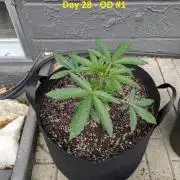 First Grow!