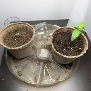 First Grow! Orange Diesel