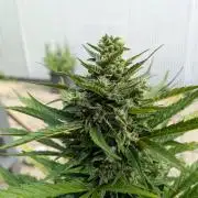 First Grow!