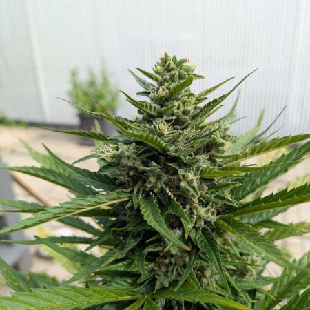 First Grow!