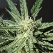 First Grow!