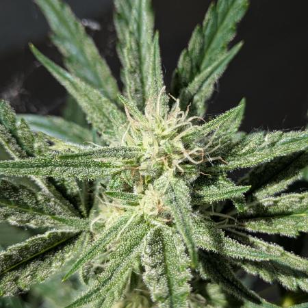 First Grow!