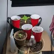 First Grow! Orange Diesel