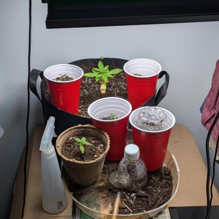 First Grow! Orange Diesel