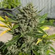 First Grow!