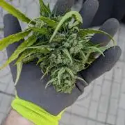 First Grow!