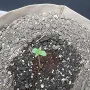 Rootline