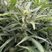 Gorilla cookies/Gelato 41 Autos