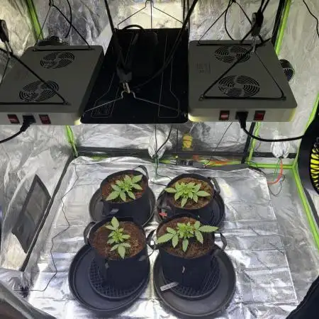 Gorilla cookies/Gelato 41 Autos