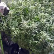 Gorilla cookies/Gelato 41 Autos