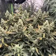 Gorilla cookies/Gelato 41 Autos
