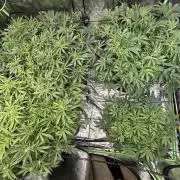 Gorilla cookies/Gelato 41 Autos