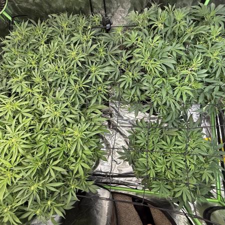 Gorilla cookies/Gelato 41 Autos