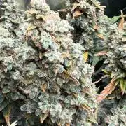 Gorilla cookies/Gelato 41 Autos