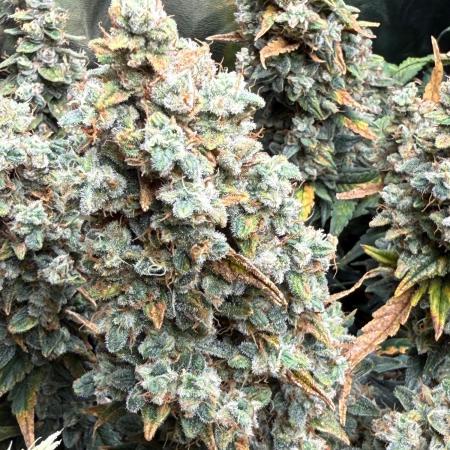 Gorilla cookies/Gelato 41 Autos