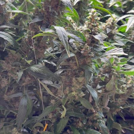 Gorilla cookies/Gelato 41 Autos