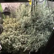 Gorilla cookies/Gelato 41 Autos