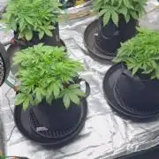 Gorilla cookies/Gelato 41 Autos
