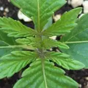 Homegrown