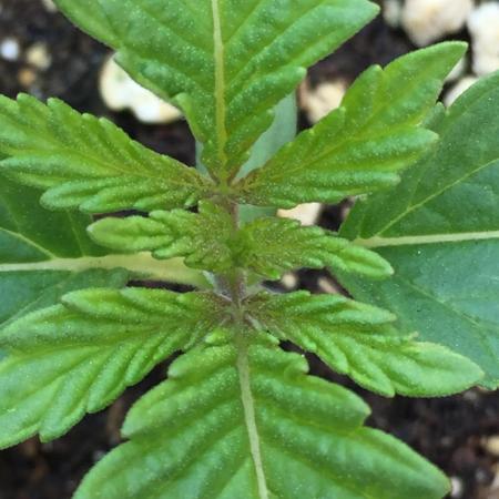 Homegrown