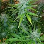 Grow Room 1