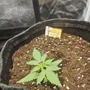 Strawberry banana - Titan F1 - Critical