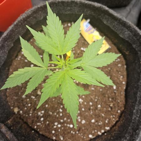 Strawberry banana - Titan F1 - Critical