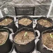 Lato1