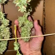 1st grow - Cherry Zoap & WCOG Auto’s