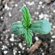 My First Grow - Cherry Zoap & WCOG Auto