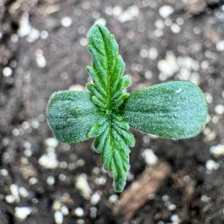 My First Grow - Cherry Zoap & WCOG Auto