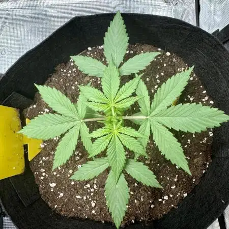My First Grow - Cherry Zoap & WCOG Auto