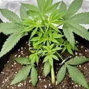 My First Grow - Cherry Zoap & WCOG Auto