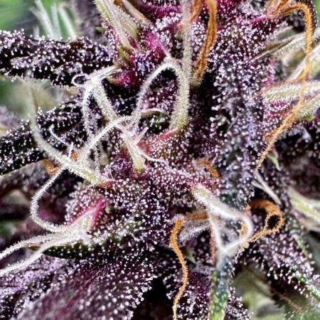 1st grow - Cherry Zoap & WCOG Auto’s