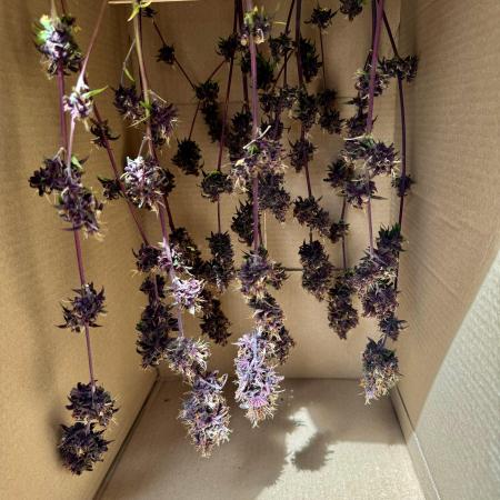 1st grow - Cherry Zoap & WCOG Auto’s