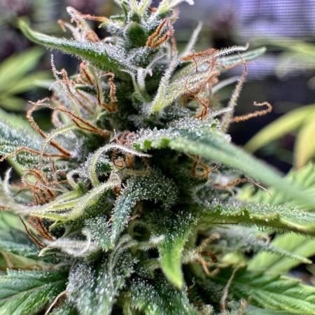 1st grow - Cherry Zoap & WCOG Auto’s