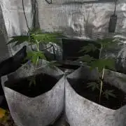 2nd Grow - Lemon OG & Wed Cake