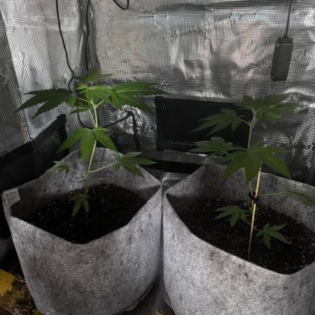 2nd Grow - Lemon OG & Wed Cake