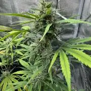 1st grow - Cherry Zoap & WCOG Auto’s