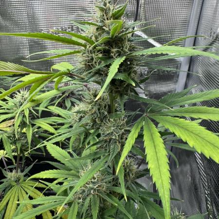 1st grow - Cherry Zoap & WCOG Auto’s